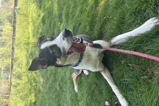 A husky mix lies on the grass