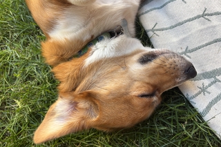 A corgi mix sleeps on the grass