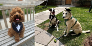 doggies
